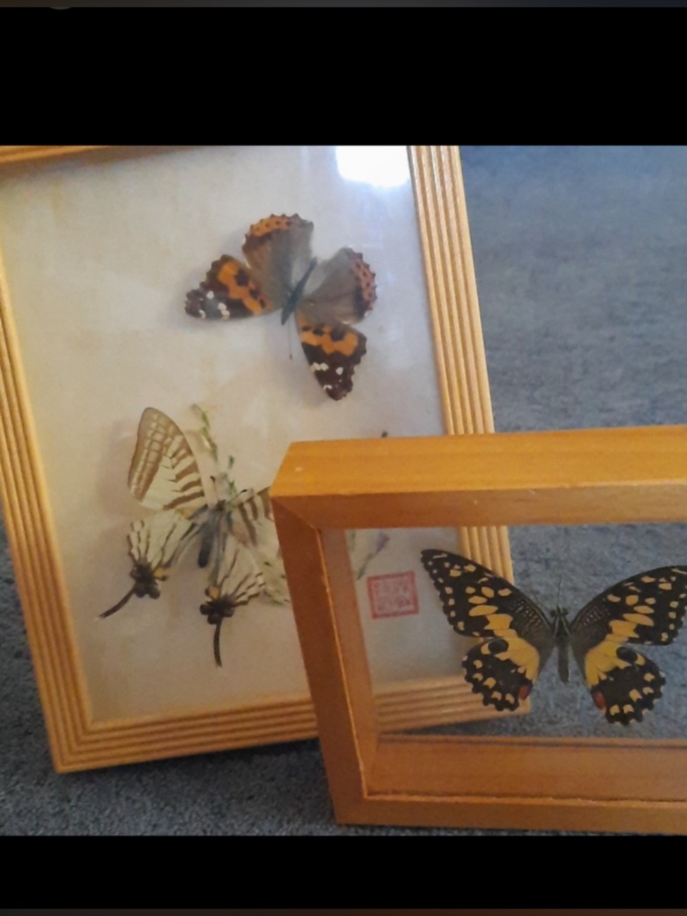 Vintage Framed Real Butterflies - Picture 2 of 4